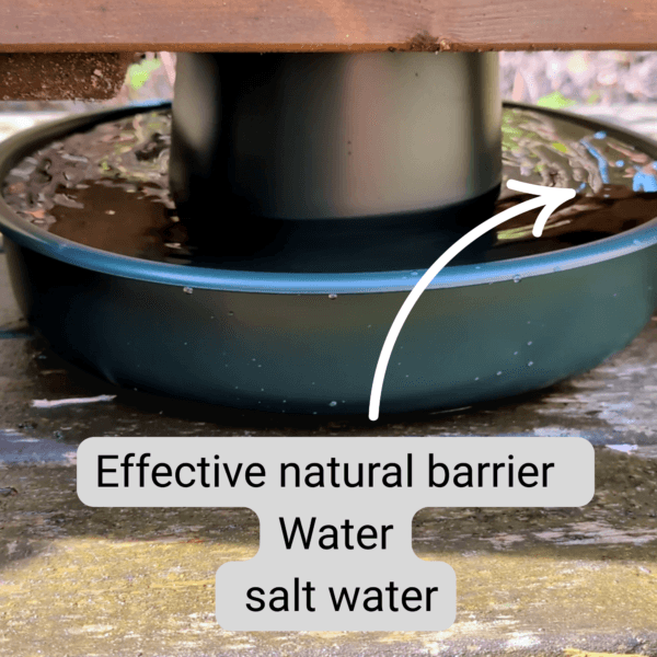 showing how water or salt can act as a barrier against slugs for your plants