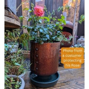 a slugstand protecting a rose from slugs and snails using a water moat deterrent