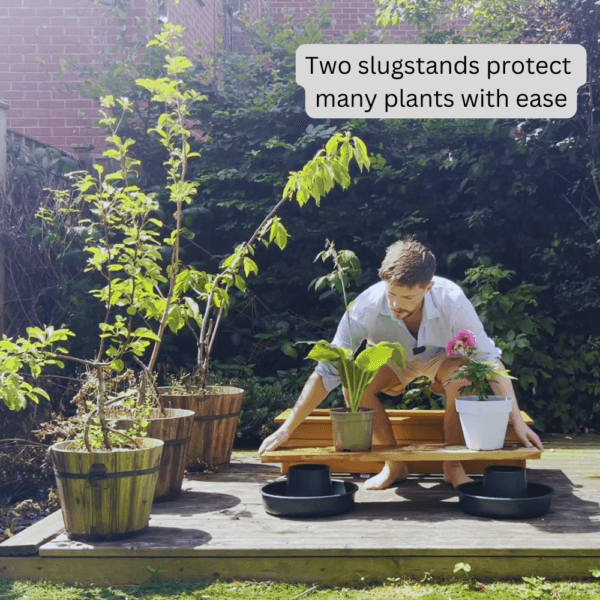 picture of a slugstand protecting many plants in a pet friendly way