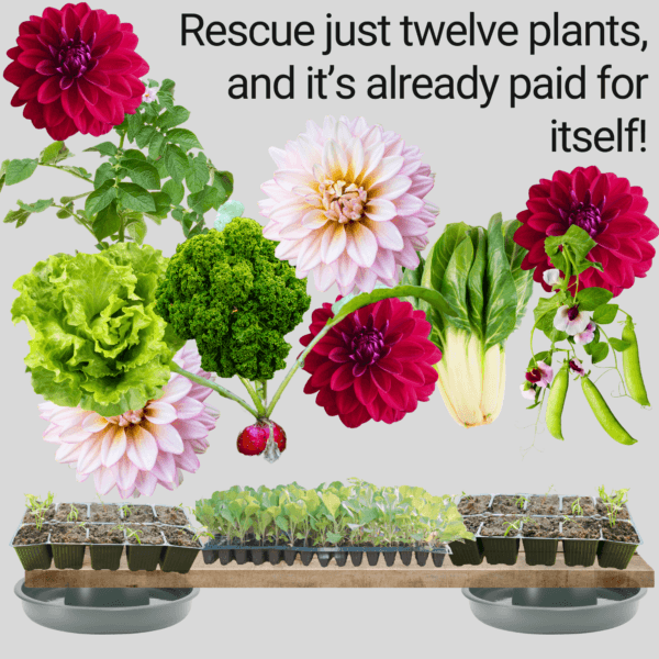 different plants that can be protected from slugs and snails, dahlia, cosmos, hosta