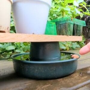 slugstand slug and snail repellent barrier and deterrent