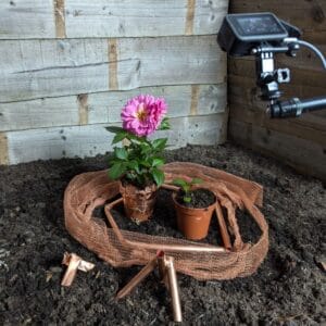 This photo shows a three popular slug and snail deterrents and barriers being used together to try and stop slugs - copper tape, copper mesh and even copper pipe.