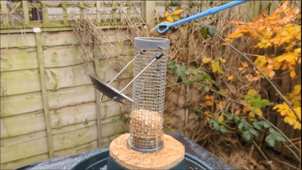 feed slugs to birds