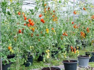 tomato plants slugs snails