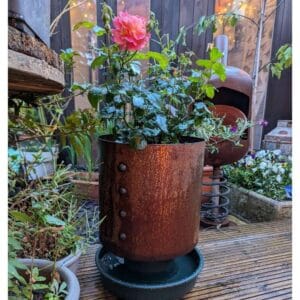 a rose being protected from slugs by being placed ontop of a water filled slugstand