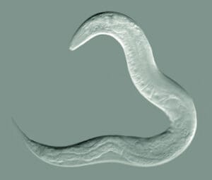 are nematodes good at killing slugs?