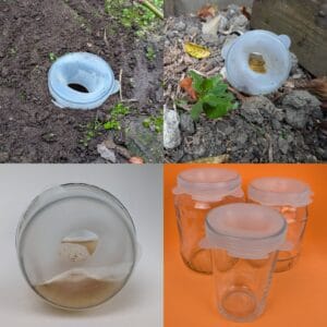 slug traps, humane slug traps