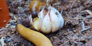 Slugs not being repelled by Garlic