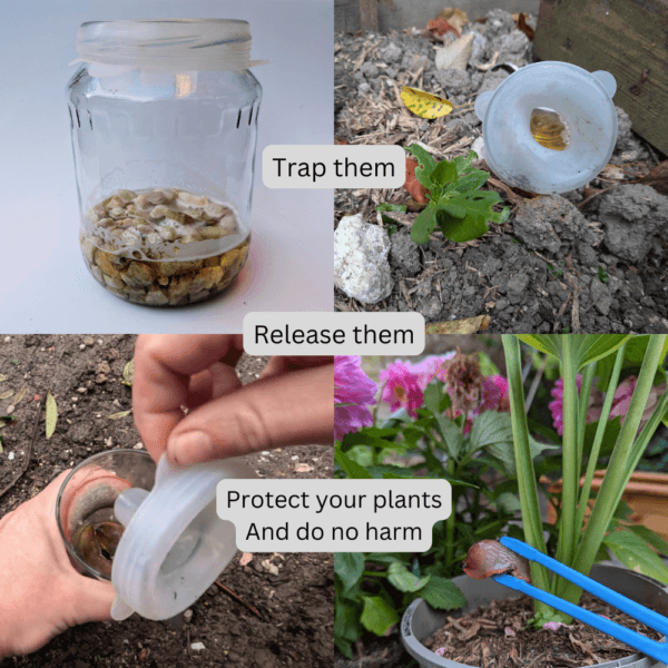 how to use slugvault slug trap