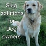 dog friendly slug solutions