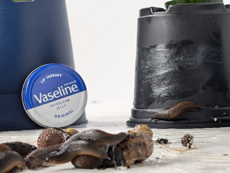 Vaseline to stop slugs and snails climbing up them