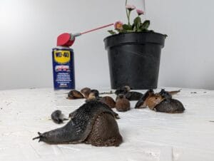 Can WD40 be used as a slug and snail deterrent and stop them climing up pots