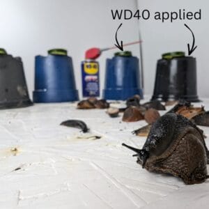 An experiment to show if WD40 works as an effective slug and snail deterrent, that's just too slippery to climb up