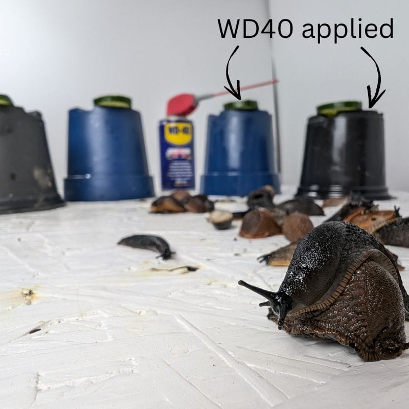 An experiment to show if WD40 works as an effective slug and snail deterrent, that's just too slippery to climb up