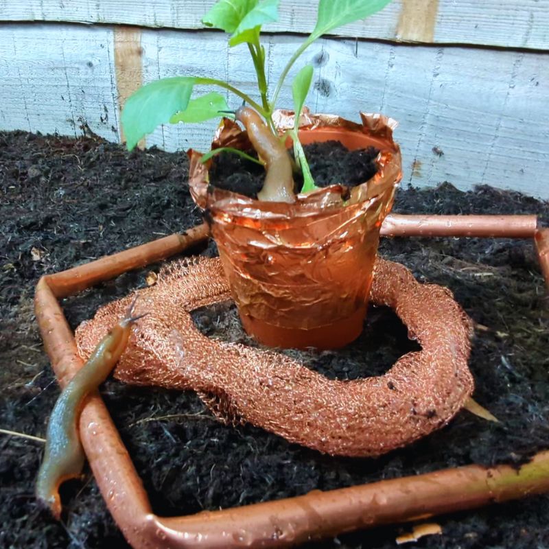 slug repellent copper tape and mesh