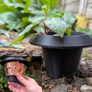 copper tape and a slug collar protecting a dahlia