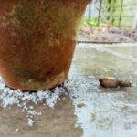 salt being used on a patio to stop slugs