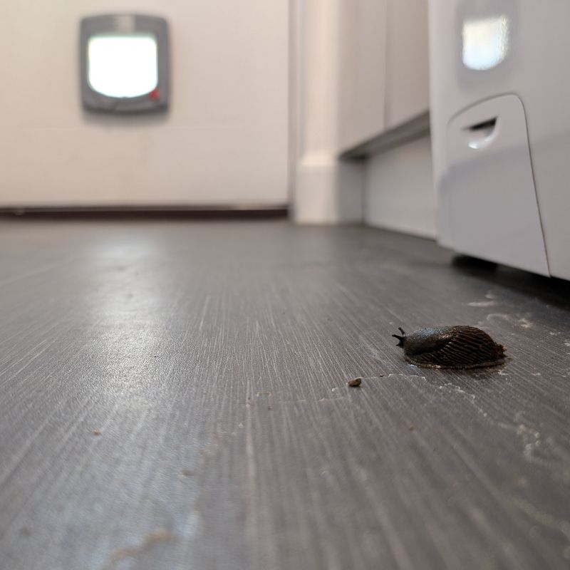 slugs getting into the kitchen