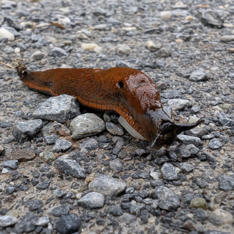 a slug coming into the home